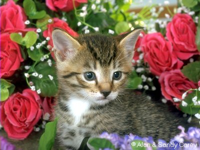chaton