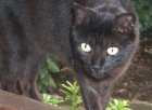 chat