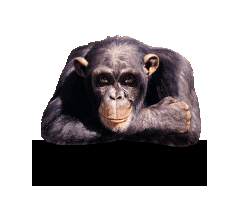 singe
