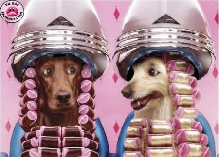 chien