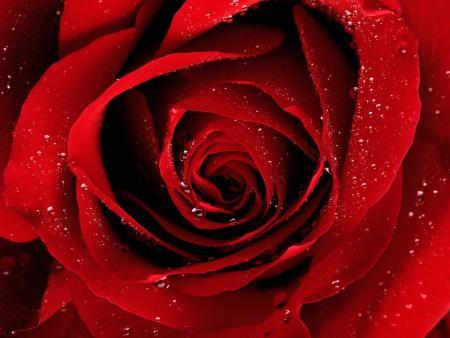 Rose rouge