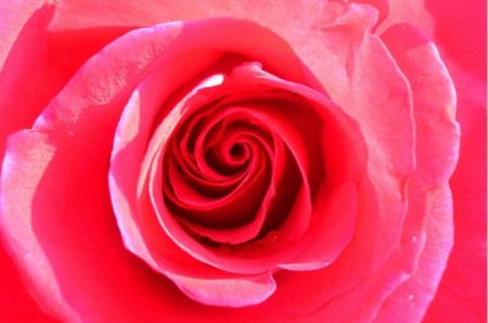 La belle rose!!
