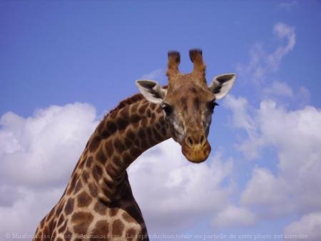 La Girafe
