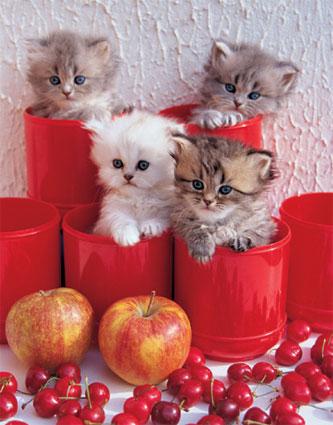 Bouls de poils