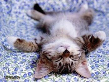 Petit chaton